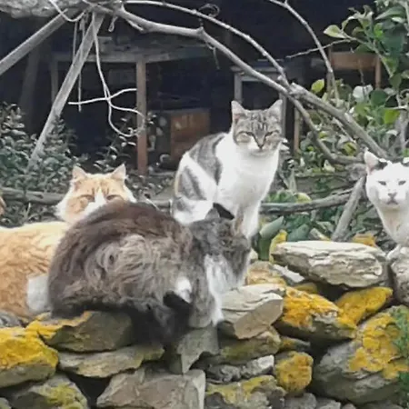 Su Furriadroxu Tuerredda Дом отдыха