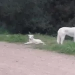 Σπίτι διακοπών Su Furriadroxu Tuerredda